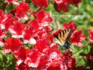 azaleabutterfly2