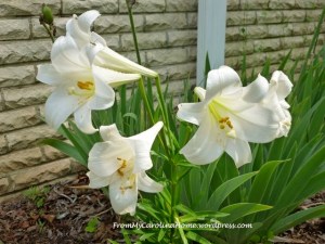 Easter lilly 2012
