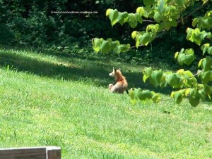 FoxBlogshot