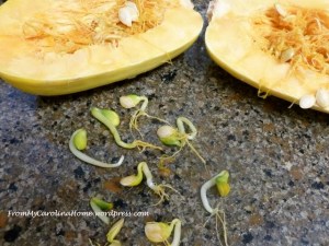 SpagSquashSprouts-1