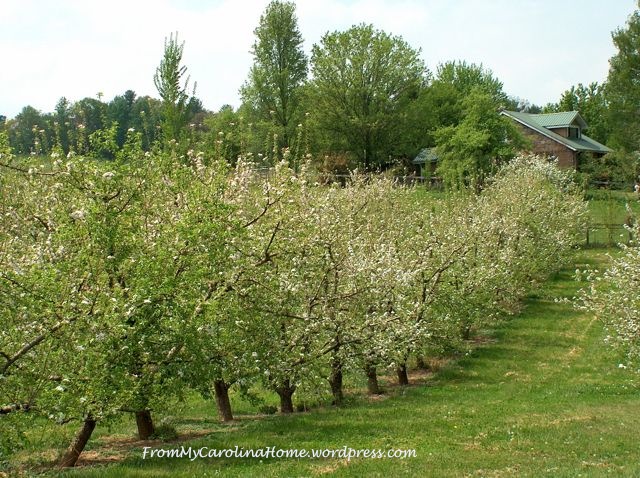 Apple orchard with house
