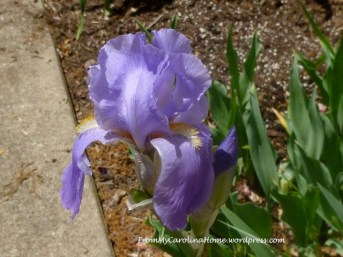IrisMay3